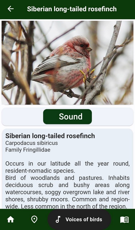 Birds of Siberia
