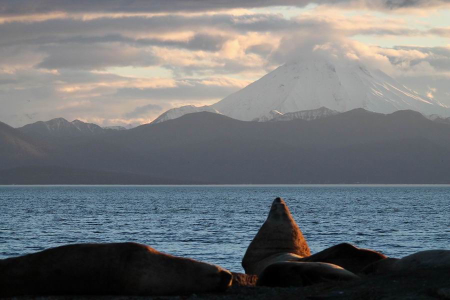 Kamchatka sea lions